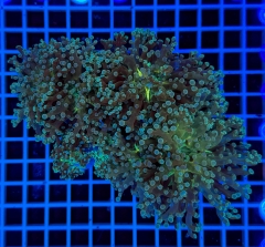 Euphyllia paradivisa