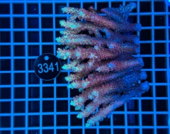 Acropora  Australien