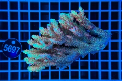 Acropora  Australien