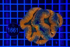 Lobophyllia