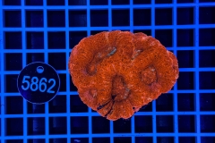 Acanthastrea bowerbanki