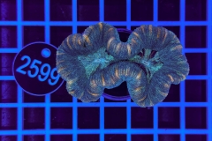 Trachyphyllia geoffroyi