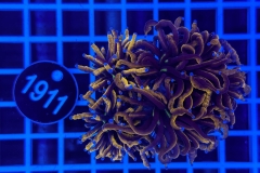 Euphyllia glabrescens