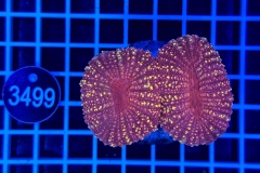 Lobophyllia