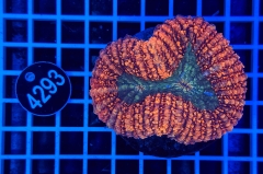 Lobophyllia