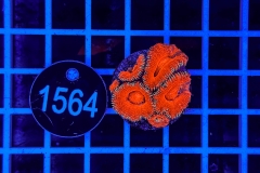 Acanthastrea lordhowensis