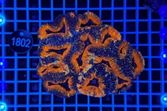 Lobophyllia