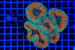 Lobophyllia