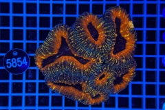 Lobophyllia