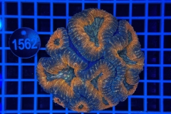 Lobophyllia