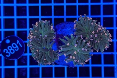 Euphyllia glabrescens