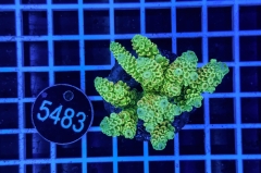 Acropora Indo Maricultured