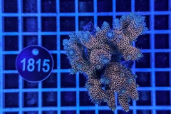 Acropora Indo Maricultured