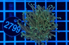 Euphyllia glabrescens