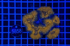 Lobophyllia