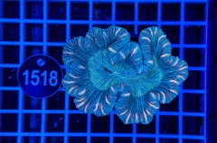 Trachyphyllia geoffroyi