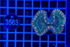 Trachyphyllia geoffroyi