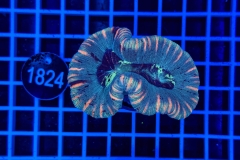 Trachyphyllia geoffroyi