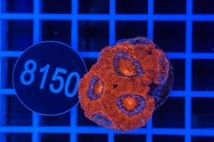 Acanthastrea lordhowensis