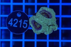 Acanthastrea lordhowensis