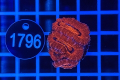 Acanthastrea lordhowensis