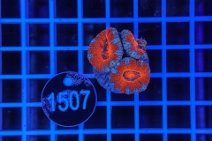 Acanthastrea lordhowensis