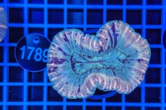 Trachyphyllia geoffroyi