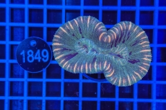 Trachyphyllia geoffroyi