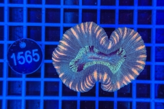 Trachyphyllia geoffroyi