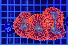 Lobophyllia