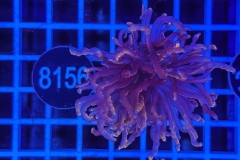 Euphyllia glabrescens