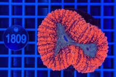 Lobophyllia