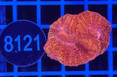 Acanthastrea bowerbanki