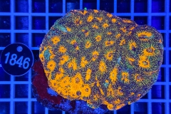 Acanthastrea echinata