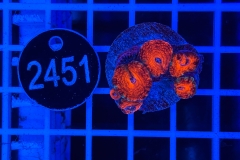 Acanthastrea lordhowensis