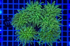 Euphyllia glabrescens