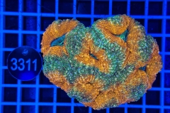 Lobophyllia sp.