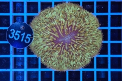 Fungia