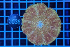 Fungia