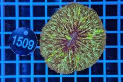 Fungia