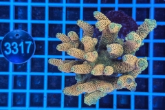 Acropora Indo Maricultured