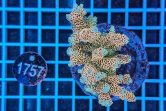 Acropora Indo Maricultured