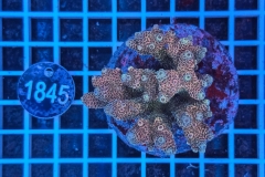 Acropora Indo Maricultured