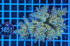 Acropora Indo Maricultured