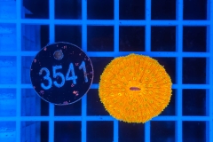 Fungia