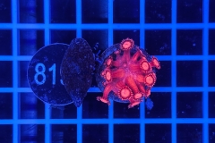 Goniopora