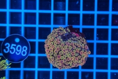 Goniopora