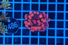 Goniopora