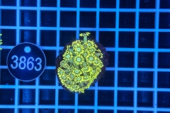 Goniopora