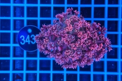 Goniopora